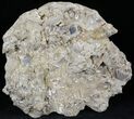 Huge, Fossil Sand Dollar (Albertella) - Maryland #23217-2